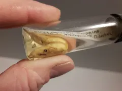 Eastern Water Shrew thumbnail 3