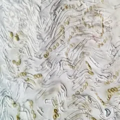 Bachman's Jelly Lichen thumbnail 4