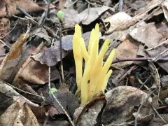 Clavaria amoenoides thumbnail 2