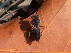 Sumac Cellophane-Cuckoo thumbnail 4