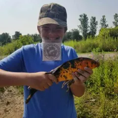 Amur Carp thumbnail 4