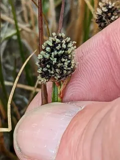 Three-flower Rush thumbnail 3
