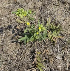 Sandhills Cinquefoil thumbnail 4