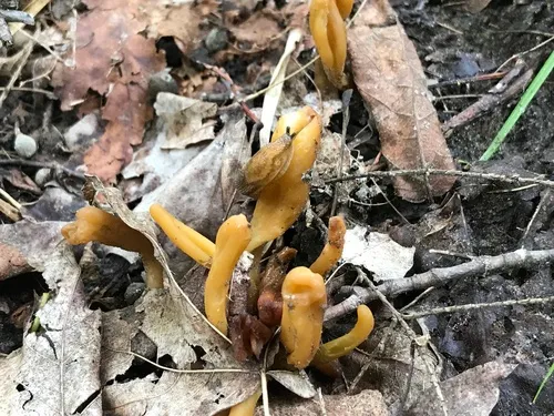 Microglossum longisporum