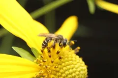 Pigmented Miner Bee thumbnail 2