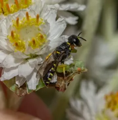 Ectemnius ruficornis thumbnail 3