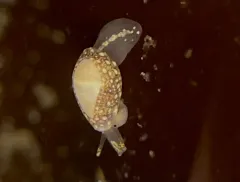 Pear Marginella thumbnail 3