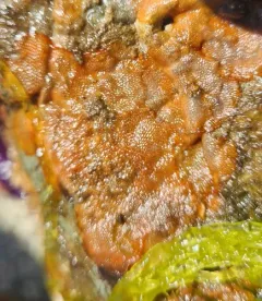 Orange Ripple Bryozoan thumbnail 4