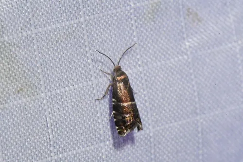 Cydia erotella
