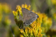 Mountain Mahogany Hairstreak thumbnail 2