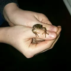 Pacific chorus frog thumbnail 2