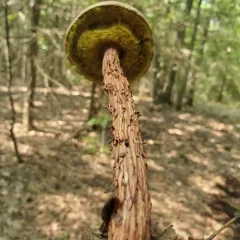 Russell's Bolete thumbnail 3