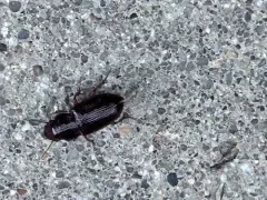 Dubious Harp Ground Beetle thumbnail 3
