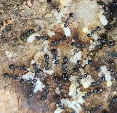 Long-spined Acorn Ant thumbnail 2