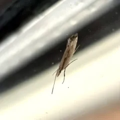 Dame's Rocket Moth thumbnail 2