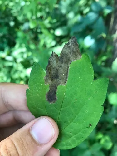 Phytomyza davisii