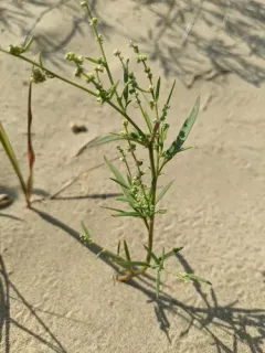 Smooth Goosefoot thumbnail 2