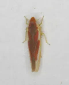 Erythridula lawsoniana thumbnail 3