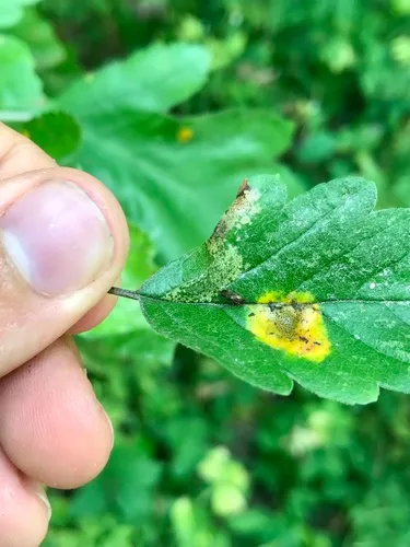 Apple Blotch Leafminer Moth