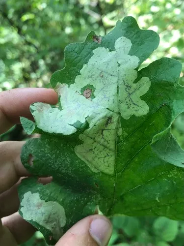 Cameraria obstrictella