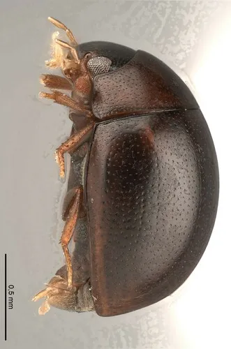 Tectosternum naviculare