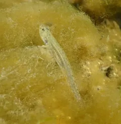 Arrow Goby thumbnail 2