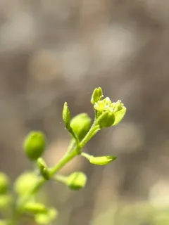 Narrow-leaved Pepperwort thumbnail 1
