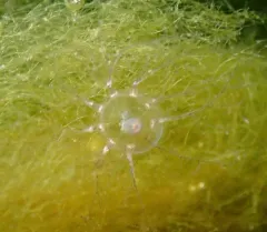 Cladonema radiatum thumbnail 2