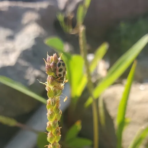 Seaside Lady Beetle