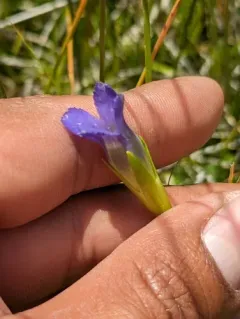 Hiker's Gentian thumbnail 4