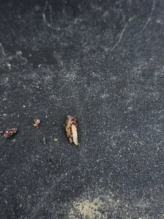 Ergot Beetle thumbnail 4