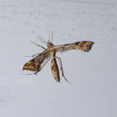 Artichoke Plume Moth thumbnail 3