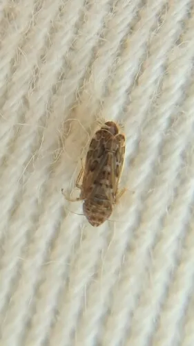 Latalus personatus