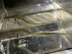 Atlantic Needlefish thumbnail 2