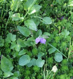 alaska violet thumbnail 3