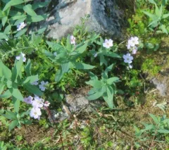 Alaska Springbeauty thumbnail 3