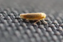 Grypotes puncticollis thumbnail 3