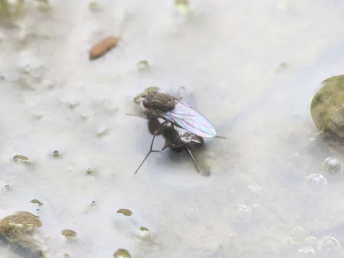 Brachydeutera argentata