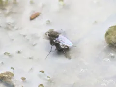 Brachydeutera argentata thumbnail 1