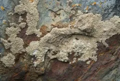 Acarospora bullata thumbnail 3