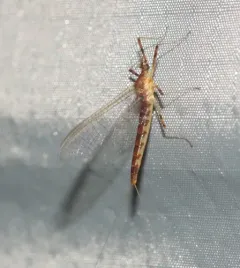 White Sand-river Mayfly thumbnail 2