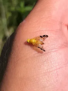 Gymnocarena tricolor thumbnail 4