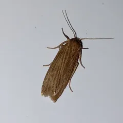 Pale Lichen Moth thumbnail 3