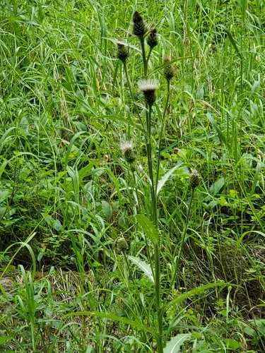 Long-styled Thistle