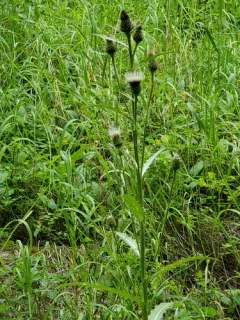 Long-styled Thistle thumbnail 1