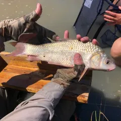 River Carpsucker thumbnail 1