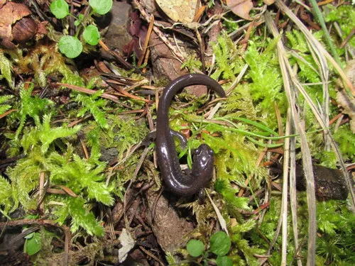 Siskiyou Mountains Salamander