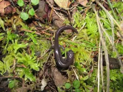 Siskiyou Mountains Salamander thumbnail 1