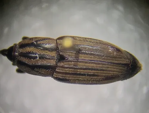 Sphenophorus incongruus