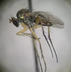 Dolichopus reflectus thumbnail 4